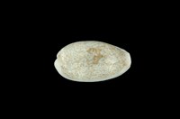 藏品(愛龍寶螺)的圖片